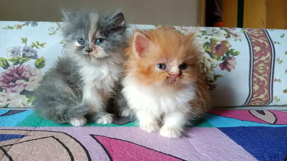 BETINA KITTEN FLATNOSE