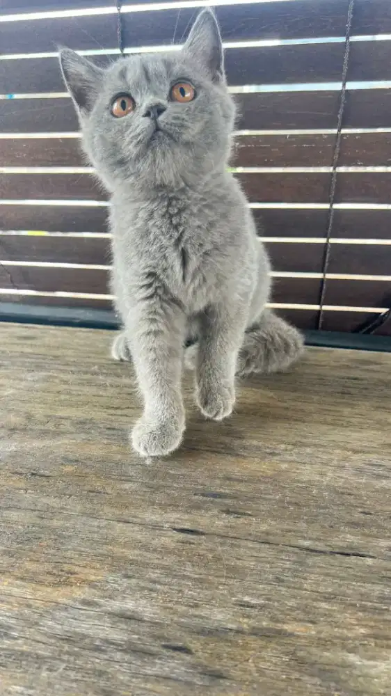 British Shorthair jantan 3 bulan