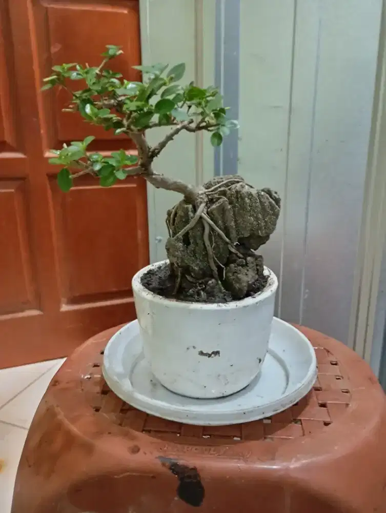 Tanaman bonsai mame munngil tapi berkelas