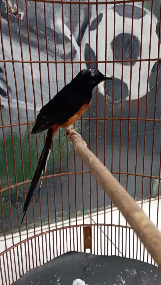 murai batu muda ternakan