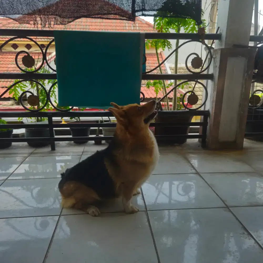 Anjing Corgi Jantan Tricolor Stambum