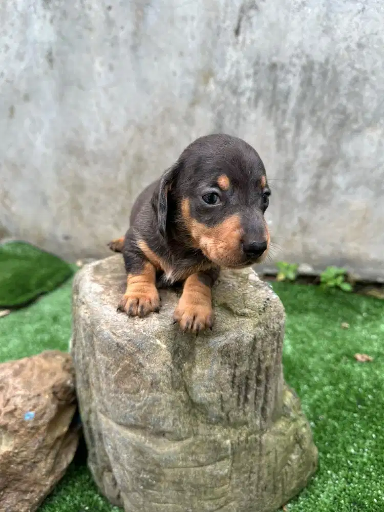 Dachshund / Tekel puppies DOB 07-12-25