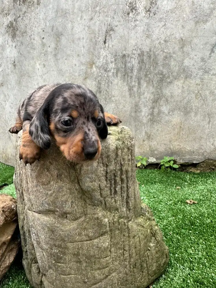 Dachshund / Tekel puppies DOB 07-12-25