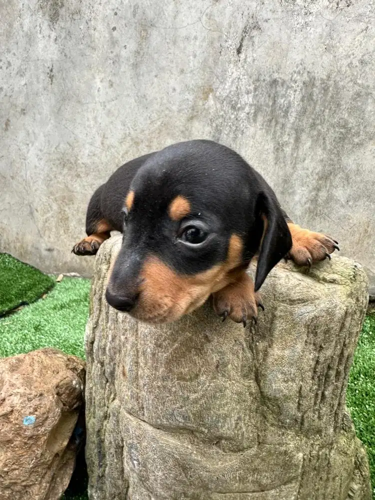 Dachshund / Tekel puppies DOB 07-12-25