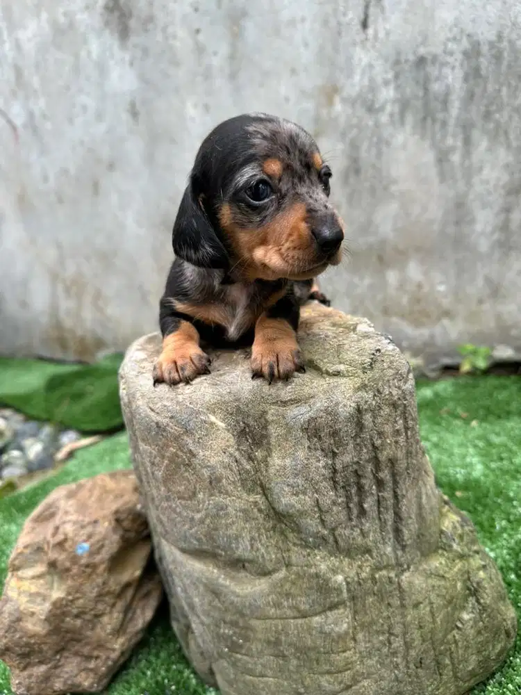 Dachshund / Tekel puppies DOB 07-12-25
