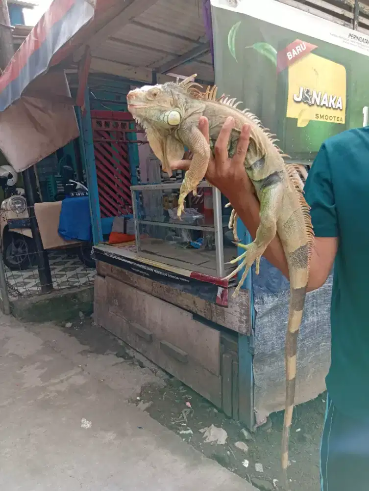 Iguna sepasang ukuran jumbo