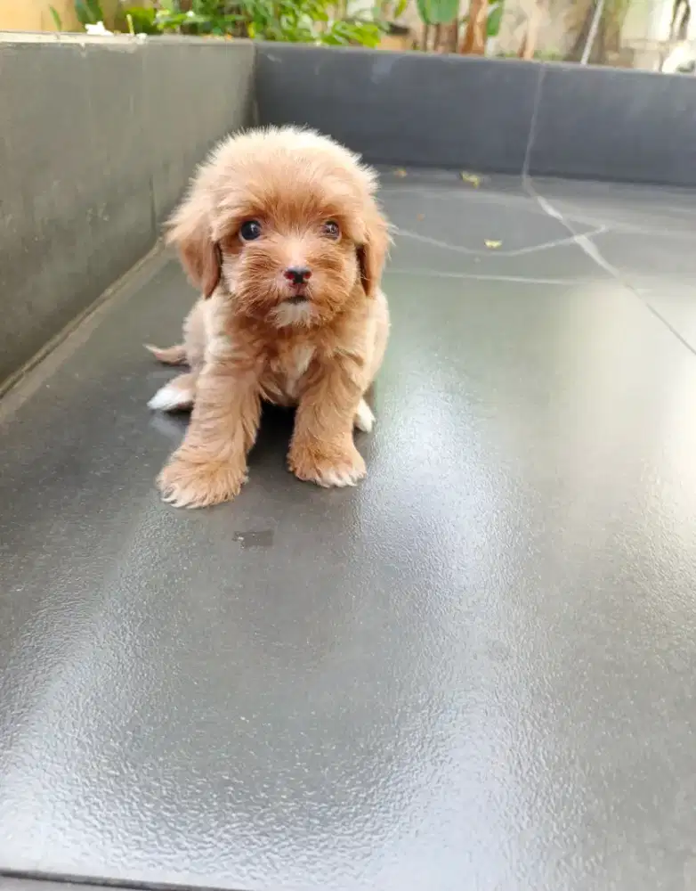 MALTIPOO PUPPY / jantan