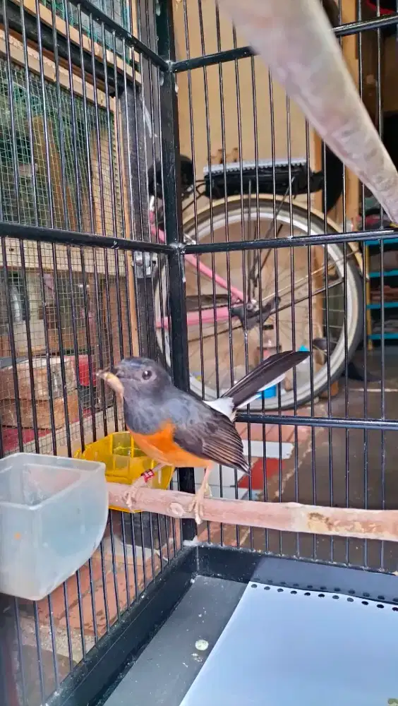 Murai Batu Betina+Sangkar