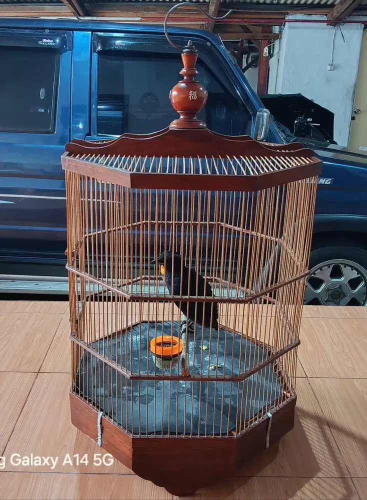 Burung Ciung Batu Besar