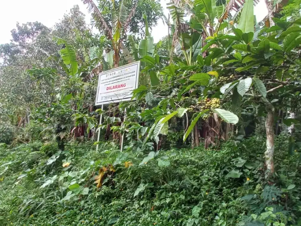 DIJUAL 1 BIDANG TANAH DENGAN TOTAL LUAS 11500 M2 - BULELENG