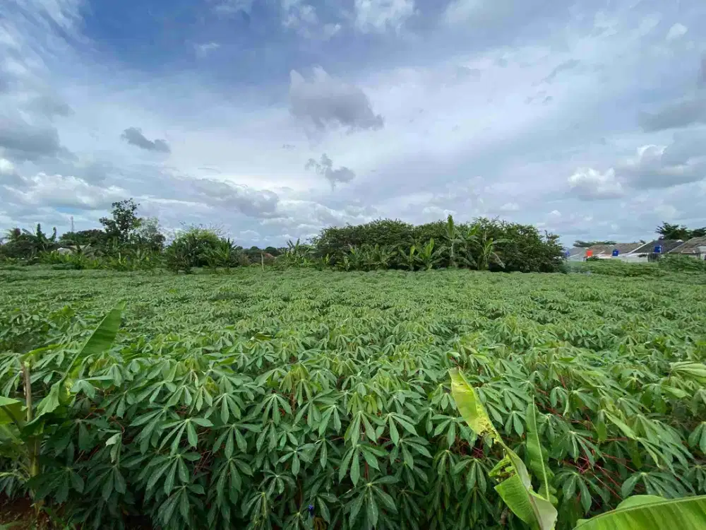 Dijual Cepat Tanah Kebun Murah diBedahan Sawangan Depok Akses Tol Desari dan stasiun KRL Citayam Depok