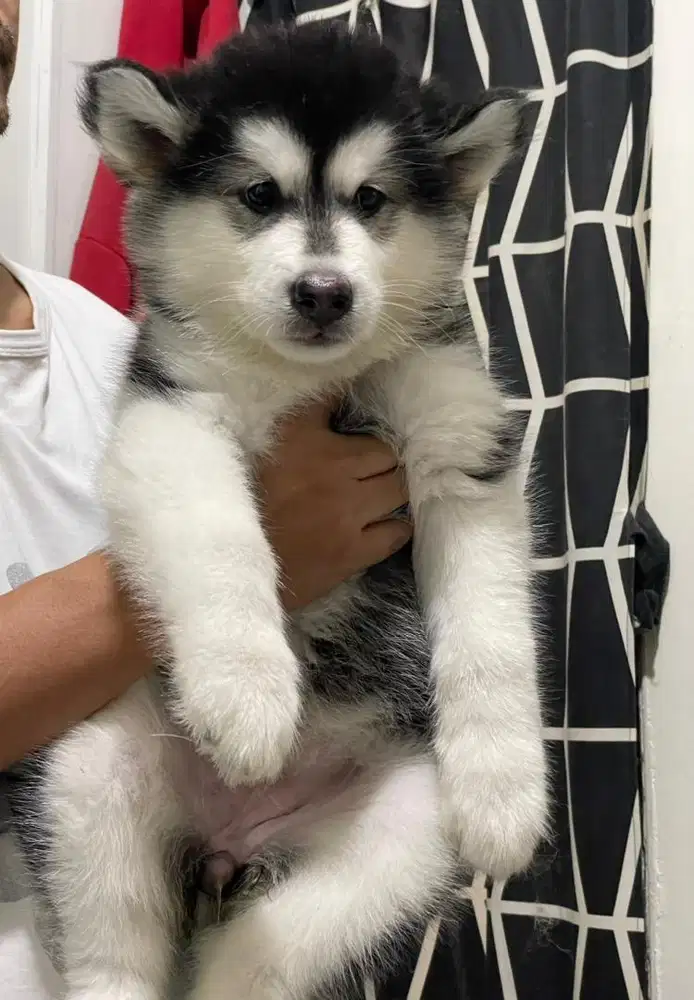 Alaskan malamute