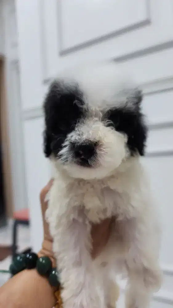 Poodle Party Jantan Murahhh