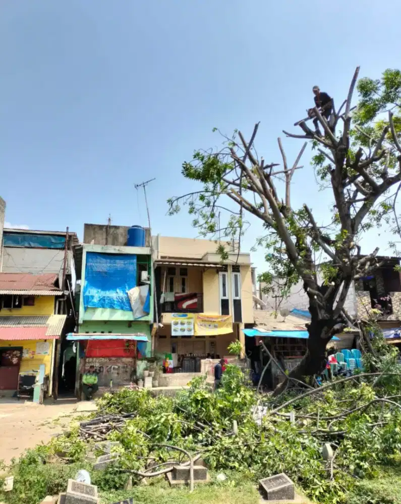 Jasa penebangan pohon dengan aman dan cepat