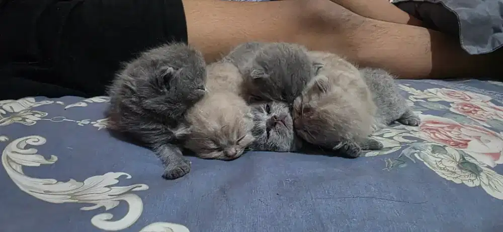 Kitten BSH Male Female