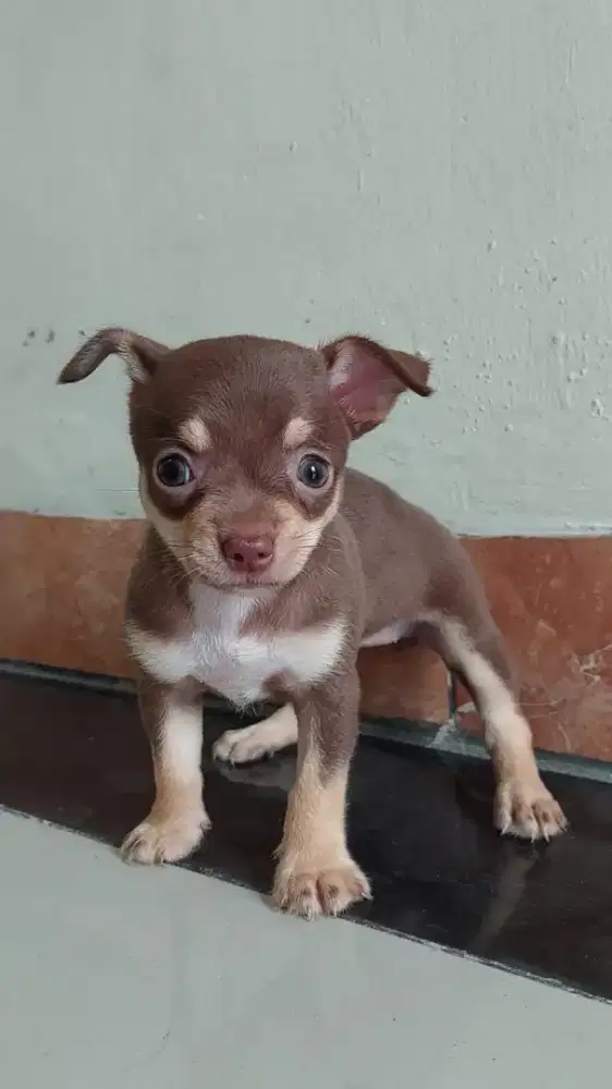 Anakan Chihuahua pure