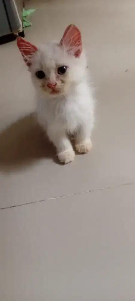 kitten umur 2bln jantan