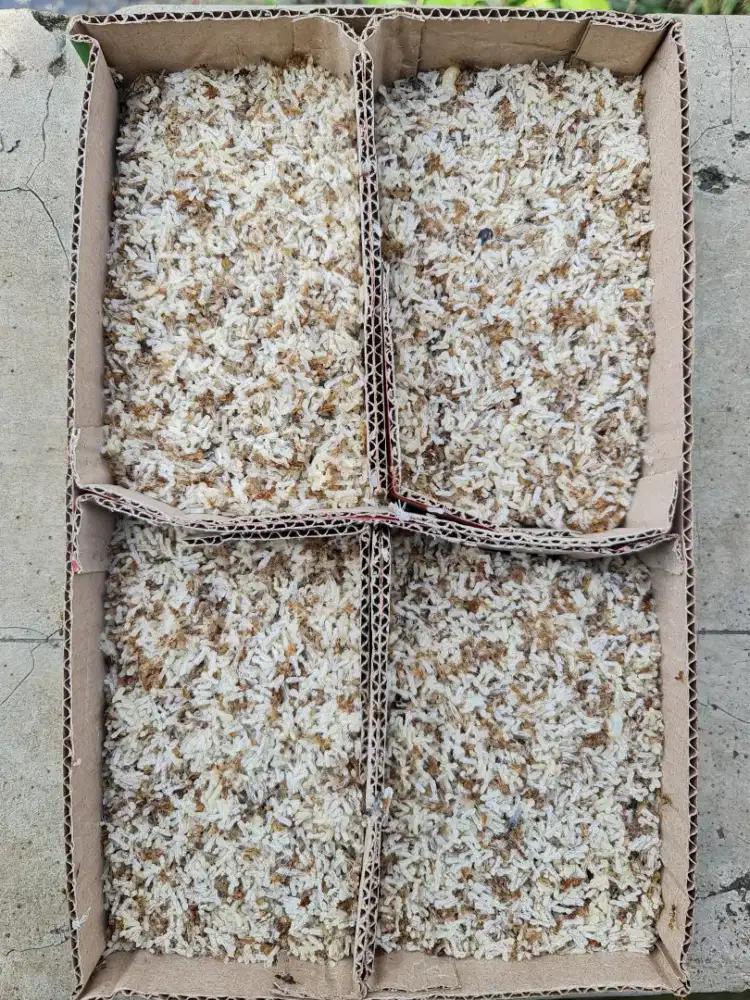 Kroto Super Fresh Kalimantan