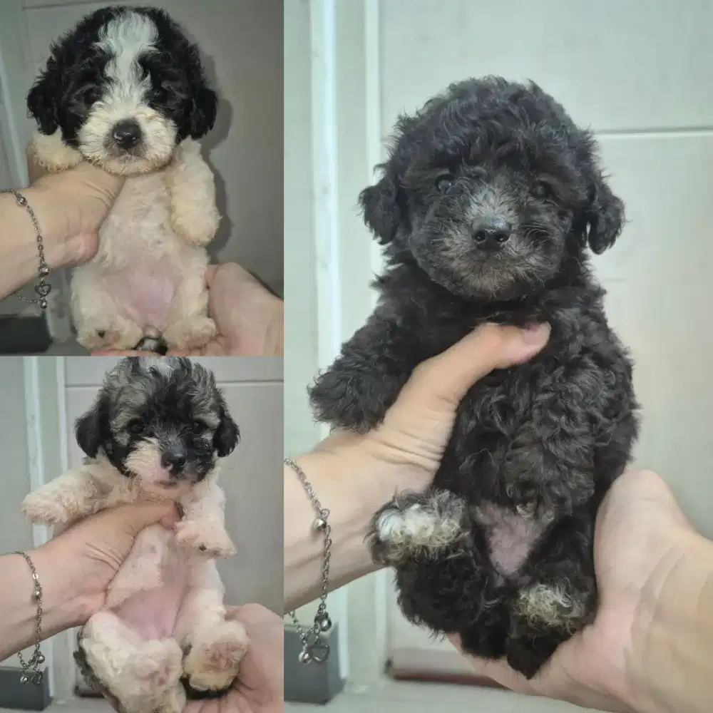 Poodle bichon all female