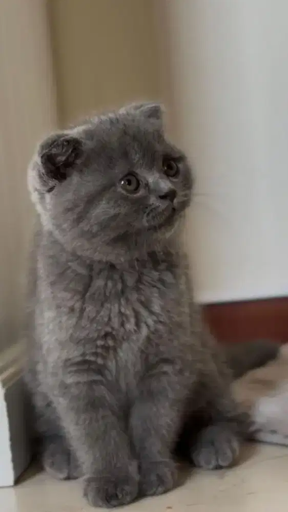 Kucing bristish shorthair x scottish fold kitten