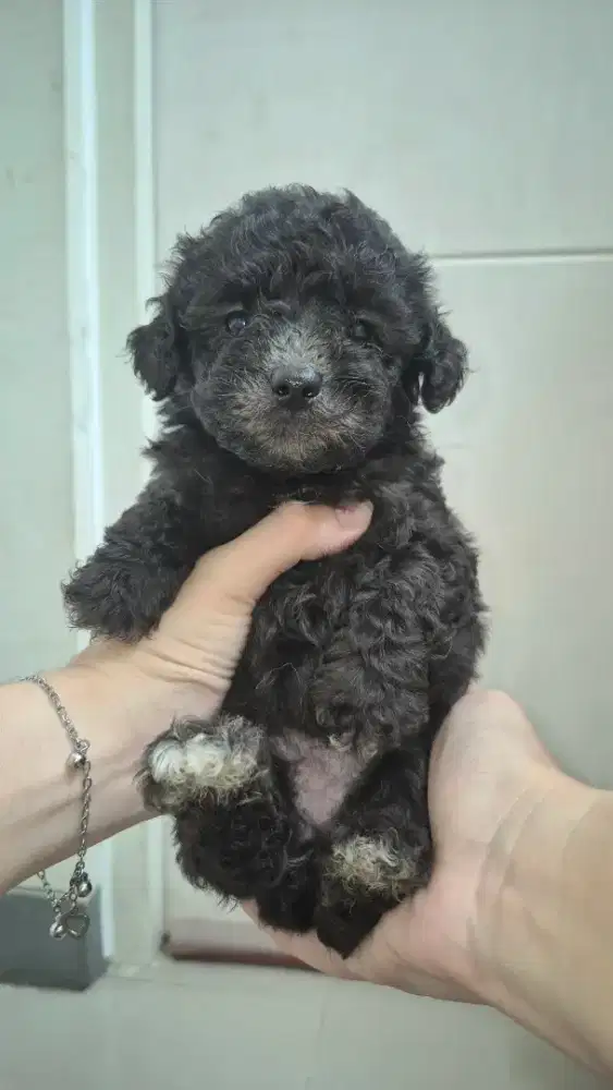 Poodle bichon female