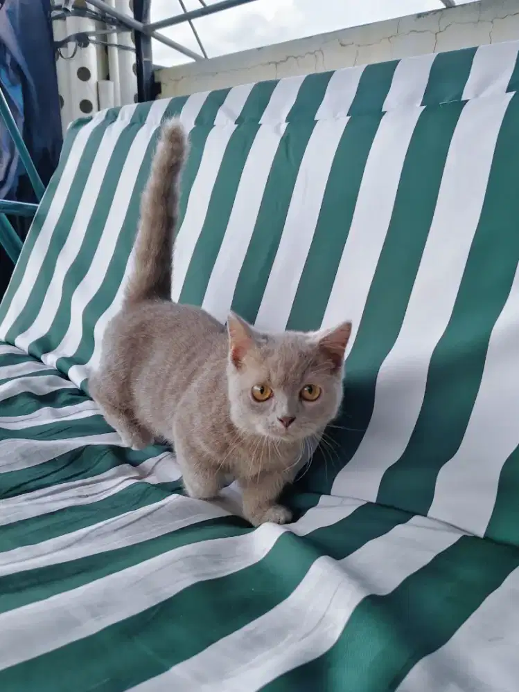 Munchkin BSH Lilac Jangan Kitten British Shorthair Cebol