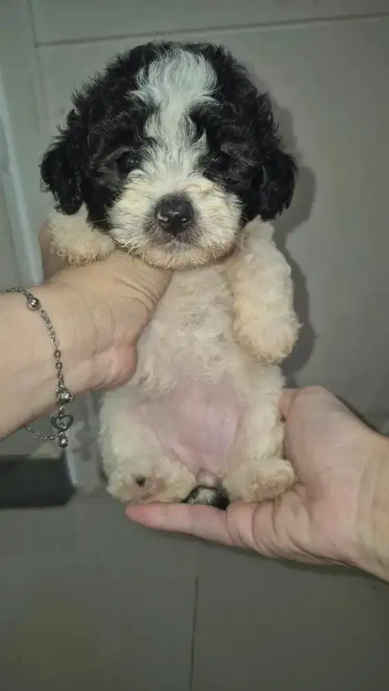 Poodle bichon female