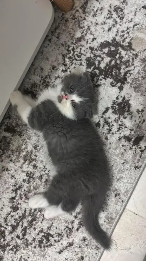 Kucing british shorthair x scottish fold kitten