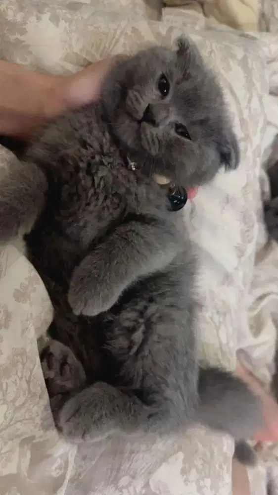Kucing british shorthair x scottish fold kitten
