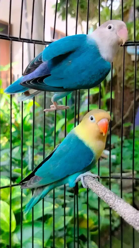 Burung Lovebird Blue FC/PF x Aqua Blue1/PF
