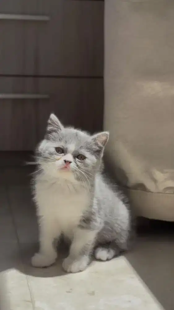 Kucing british shorthair x scottish fold kitten