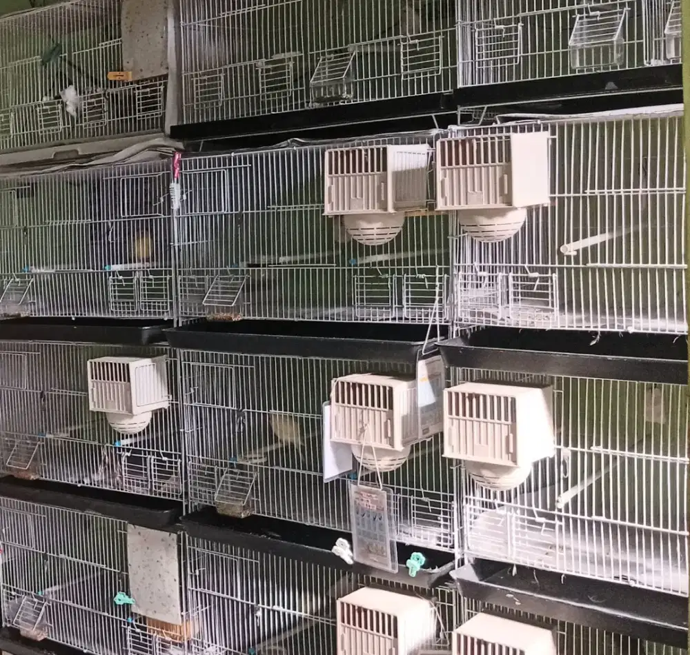 Kenari SF Foi, SFL dan BB Foi