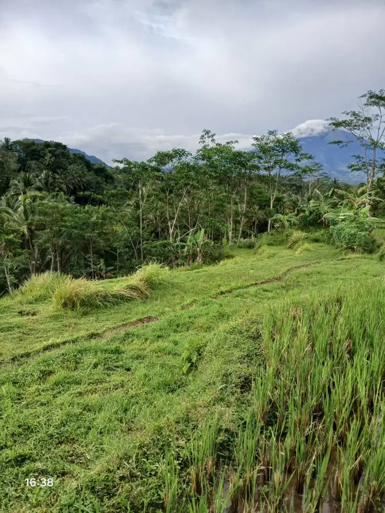 Sawah (Lahan) Berundak Terasering Bonus View Gunung Sumbing