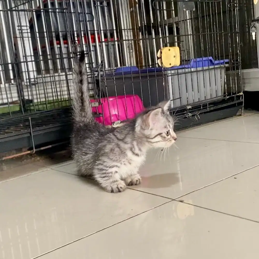 Kitten Munchkin Kinkalow