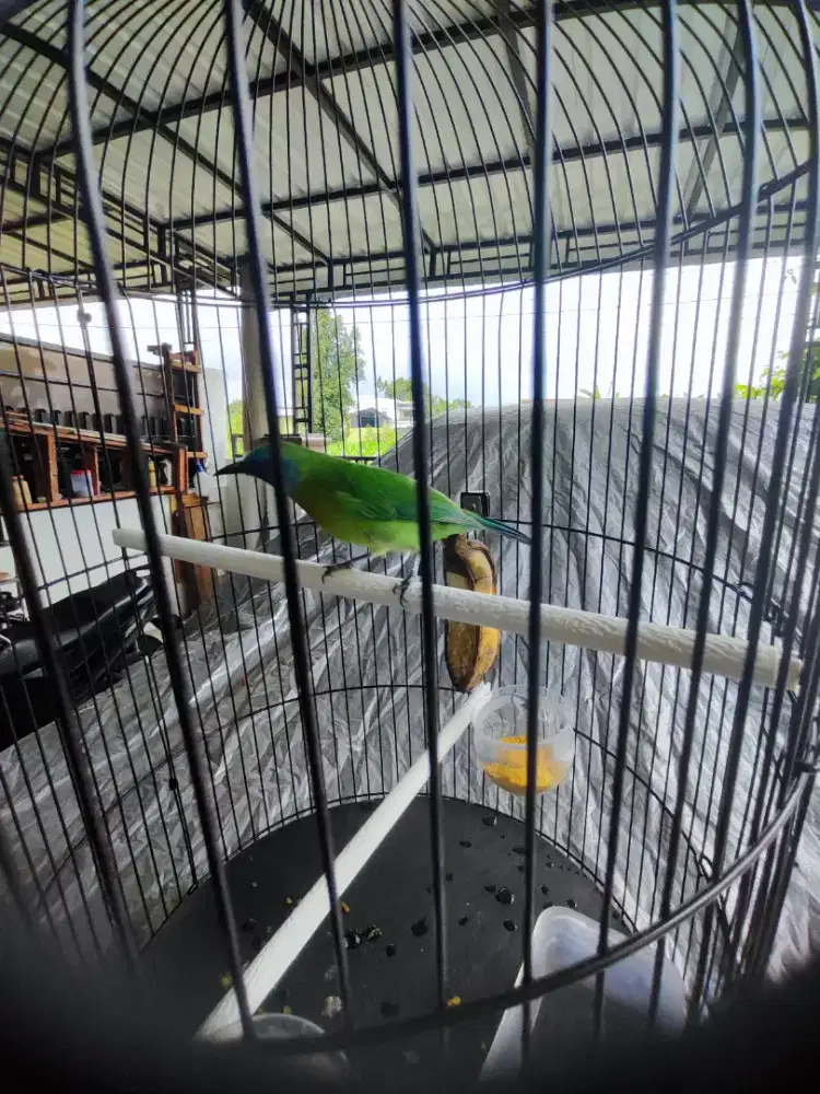 Burung Khinoi Fullset