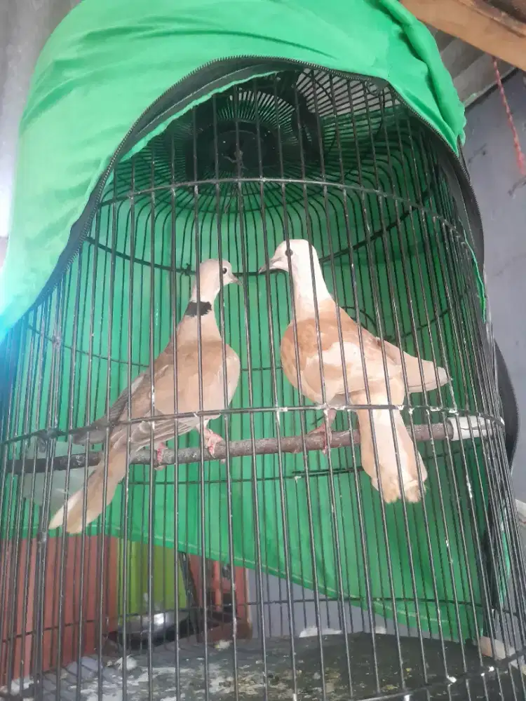 1 pasang Puter pernah produksi