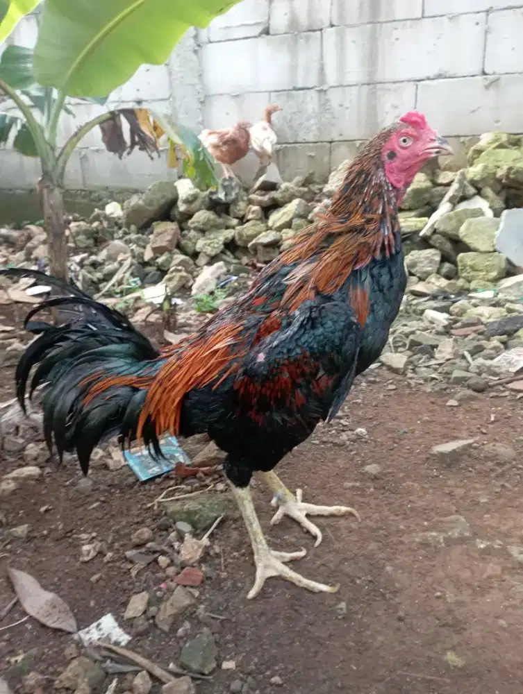 Ayam jago bangkok jalu