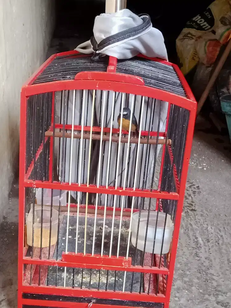 Fullset sikatan mugimaki tledekan mini