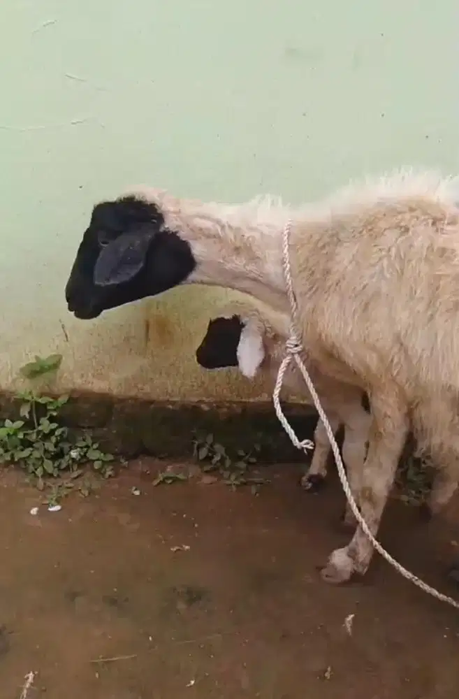 domba betina lg hamil dan anaknya borongan