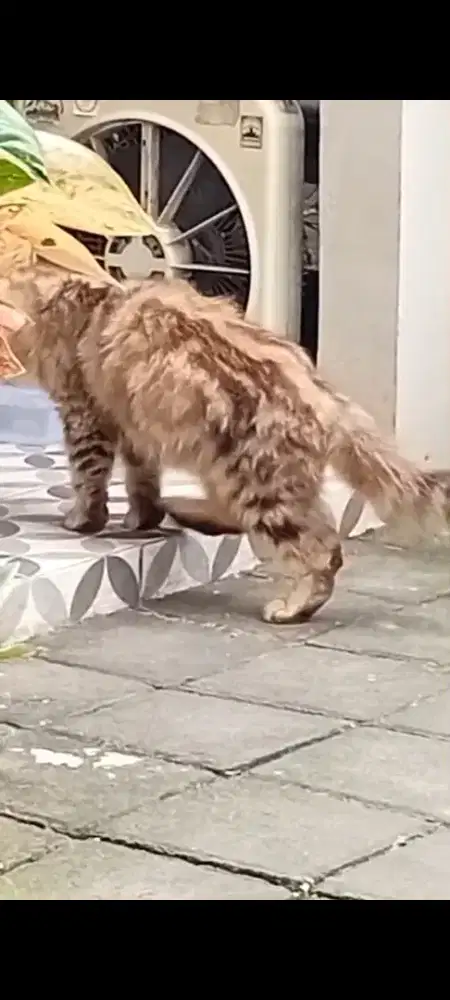 Kucing motif macan betima