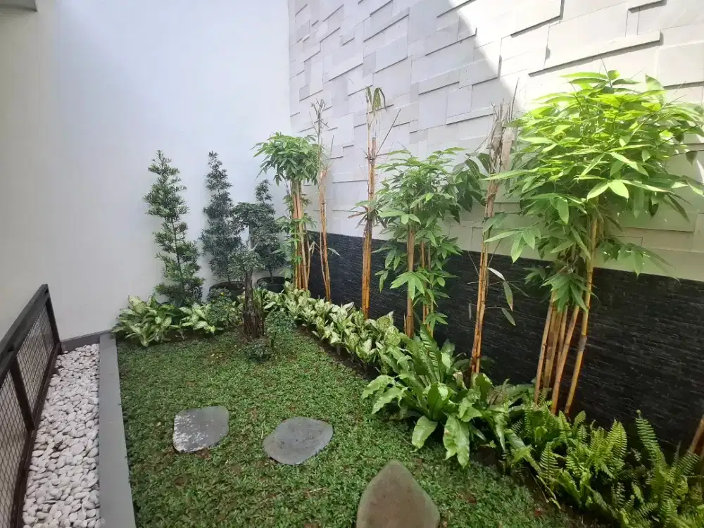 Tanaman hias bambu kuning - pohon pagar bambu kuning