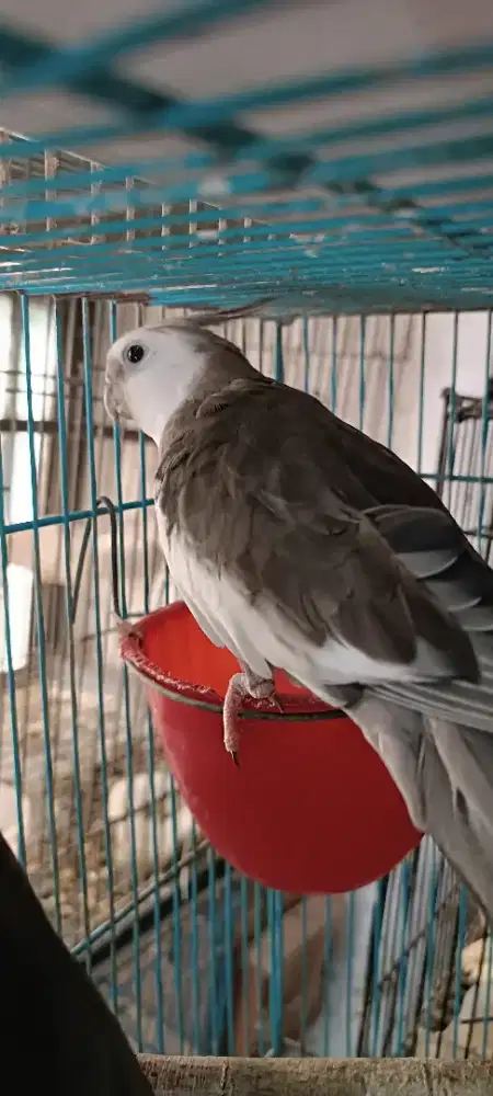 Falk wf dewasa siap produksi