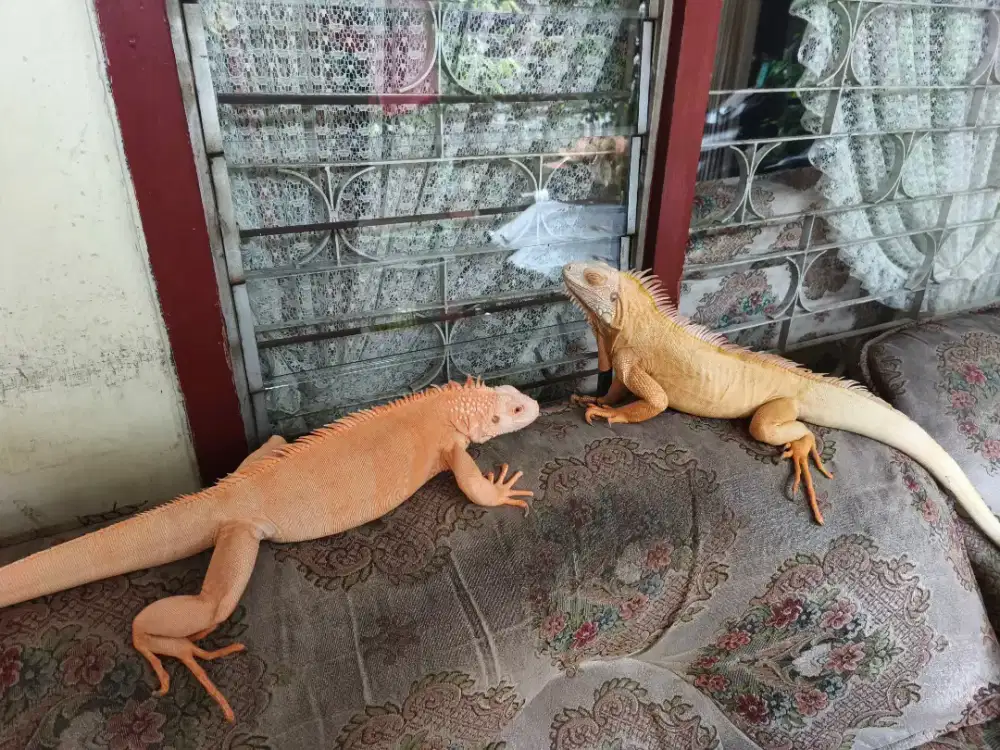Iguana sepasang albino