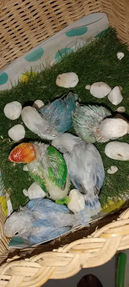 Anakan lb harga sesuai jenis