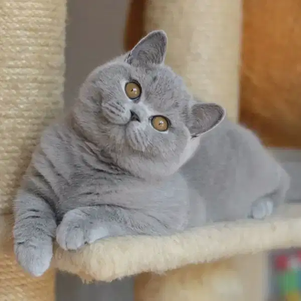 DIJUAL KUCING BRITISH SHORT HAIR CAT