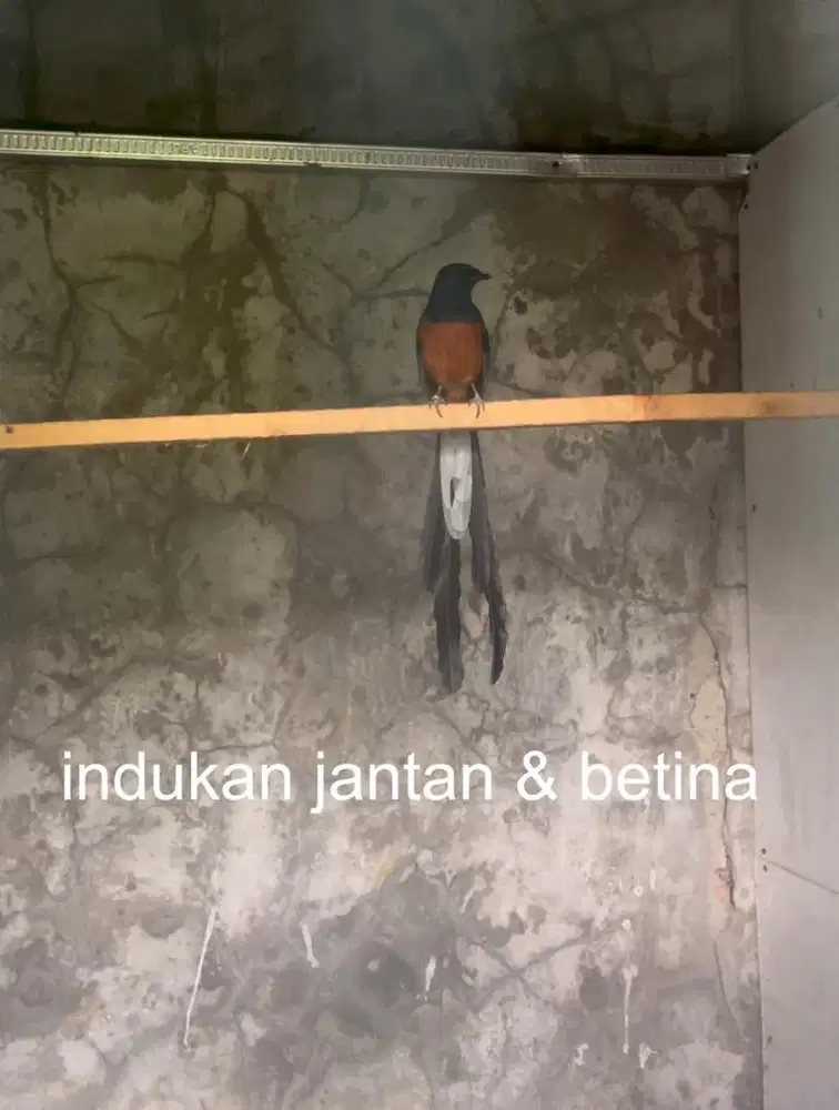 murai batu betina siapan trah split panda ekor putih x bahorok