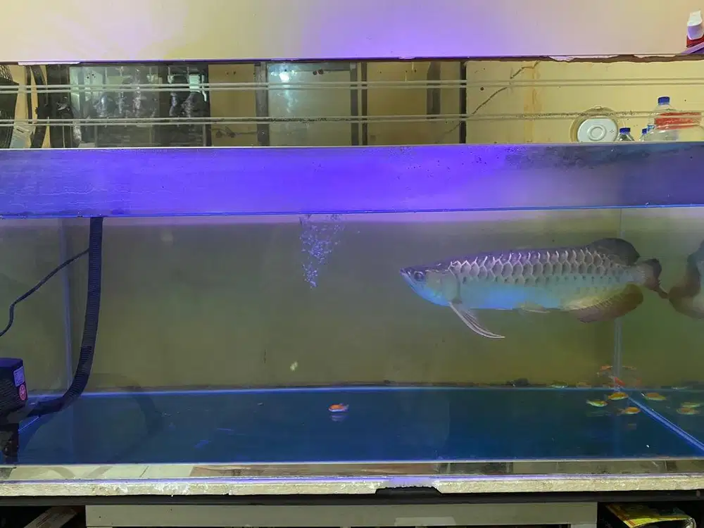 Jual Ikan Arwana dan Aquarium
