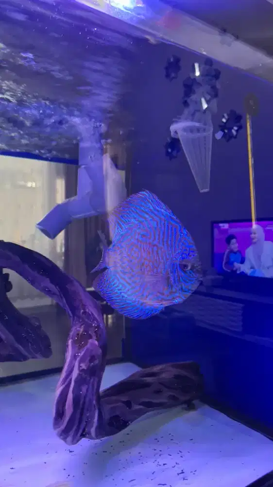 Discus jumbo 5.5in