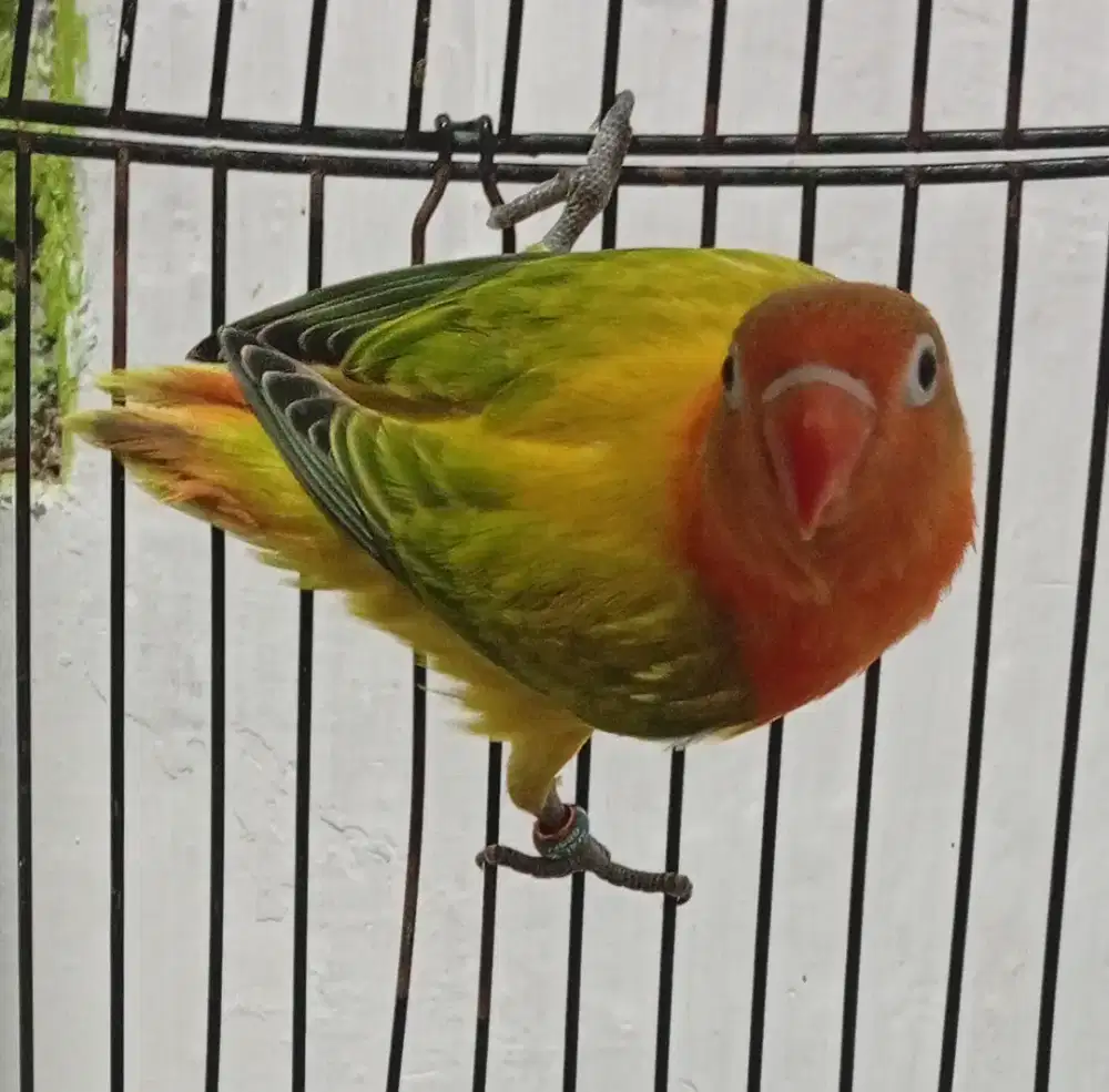 Lovebird burung love bird biola split ino