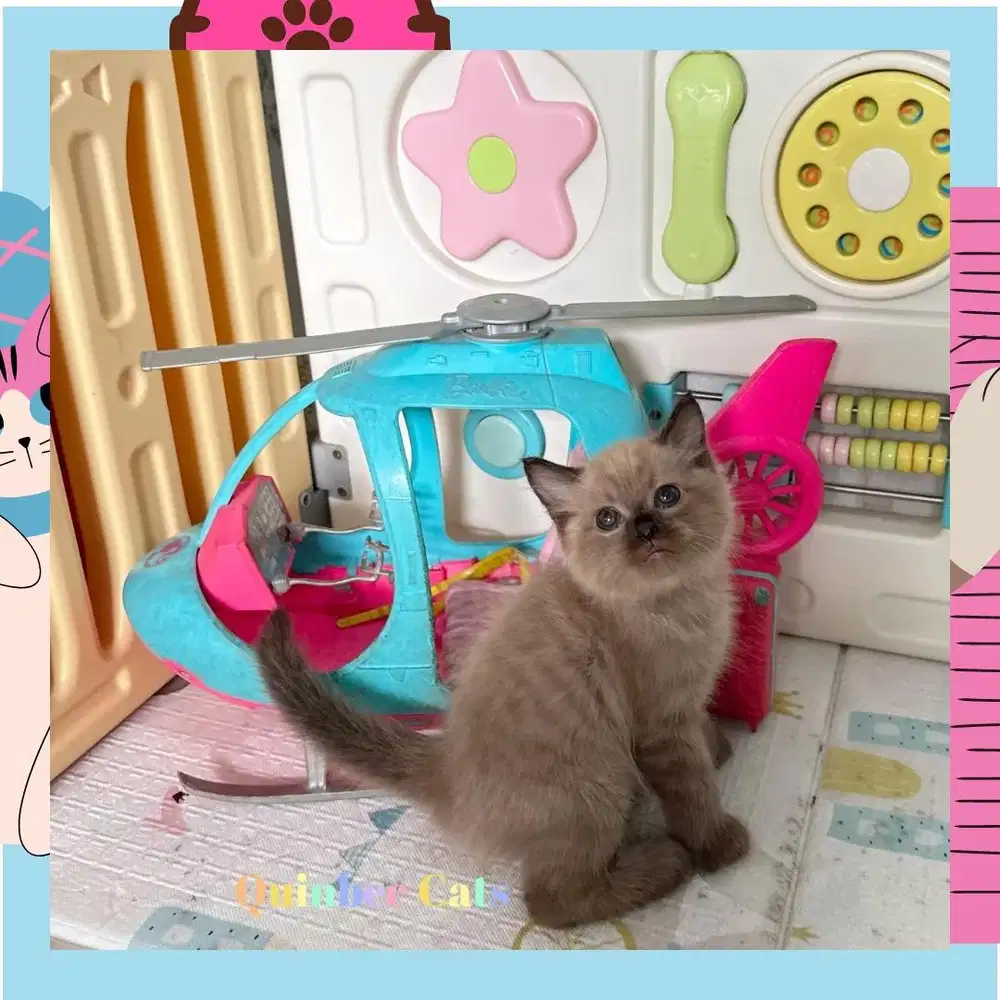 Kucing Himalaya Jantan choco cinnamon